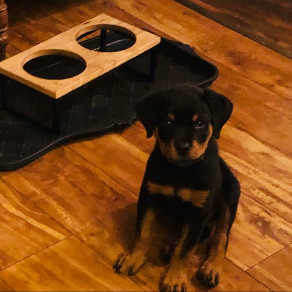 ❤️WHY YOU FOLLOW & SHARE 🐶❤️New listing Comments or chat♥️See 2nd Slide❤️ - Picture 11 of 17